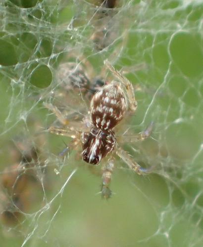Pisaura mirabilis